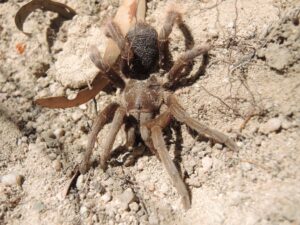 Australian Spider: Featherleg Tarantula