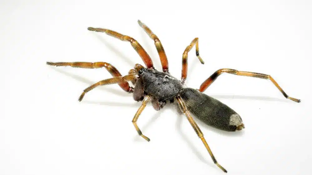 White-tail spider