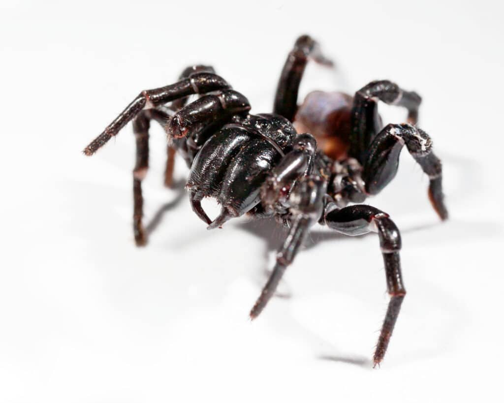 Sydney Funnel-Web spider