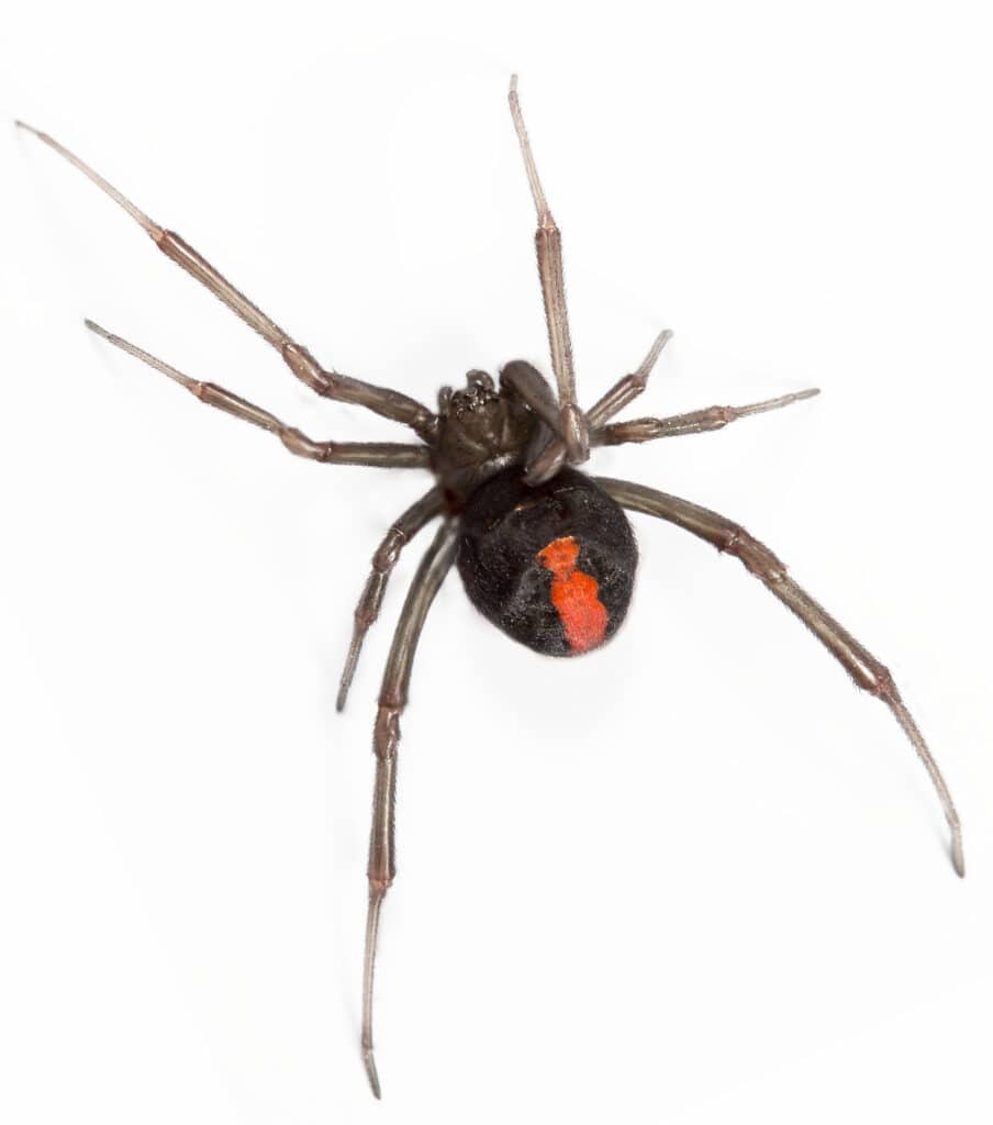 Redback spider