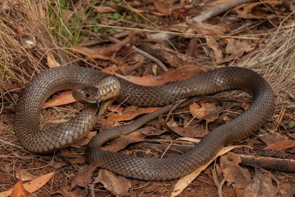 Eastern brown snake