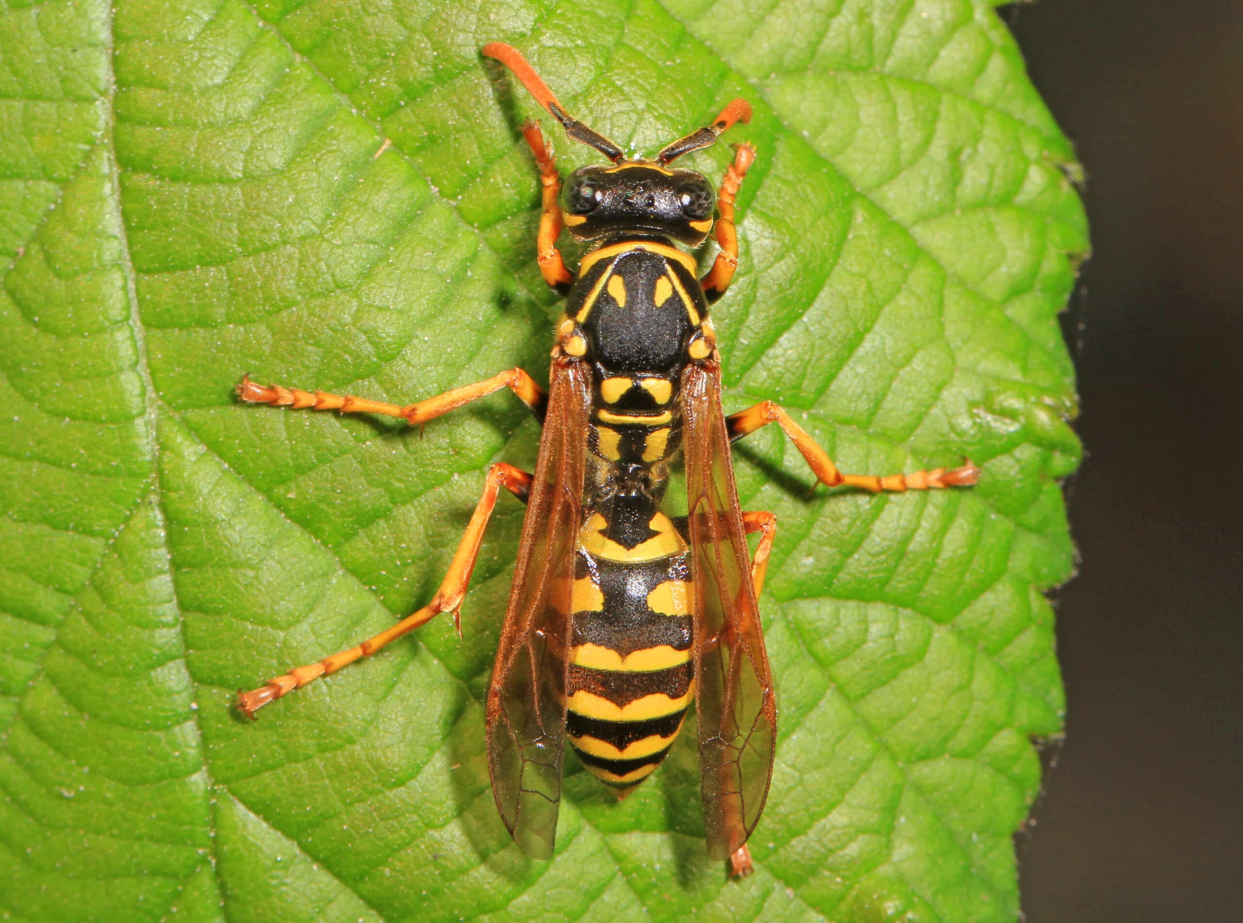 European wasp