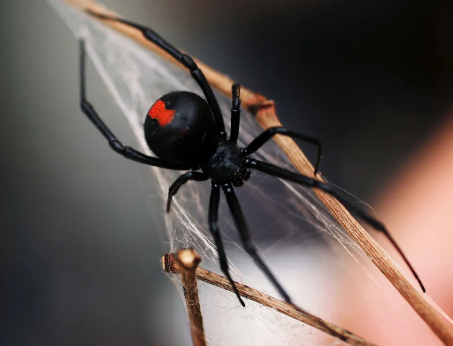 redback spider
