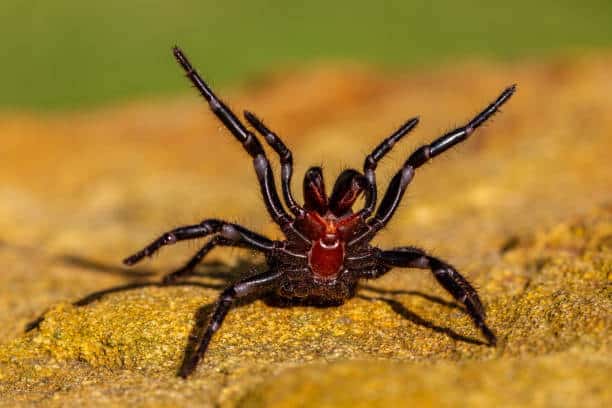 Sydney funnel-web spider
