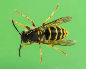 European wasp