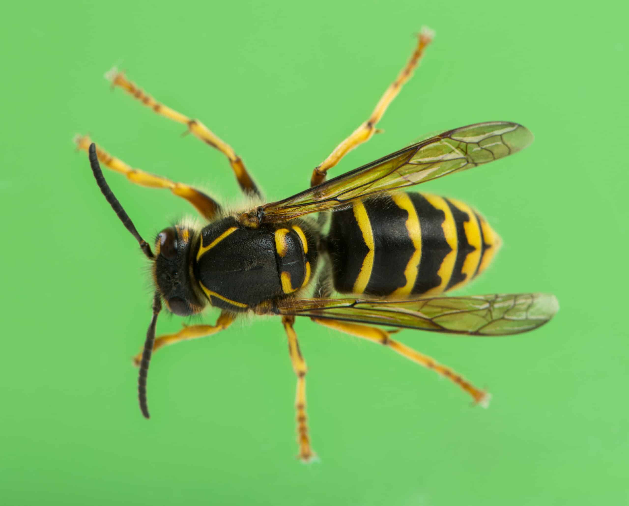 European wasp