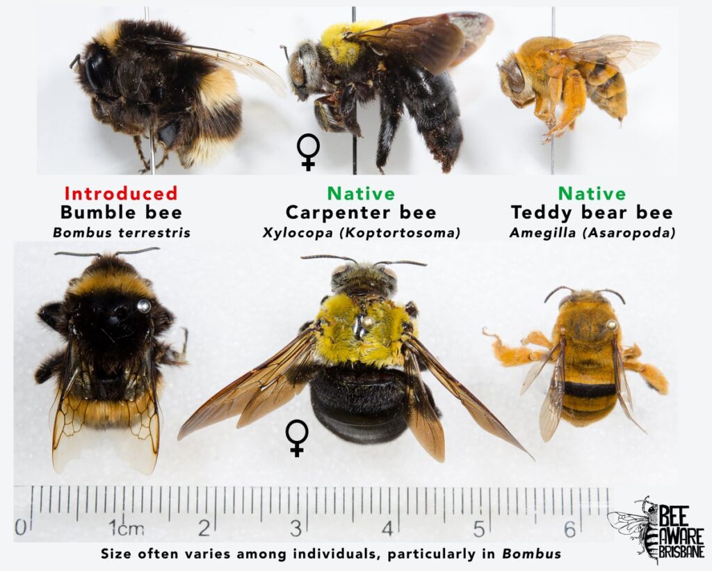 Australian bees