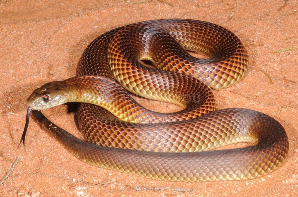 King Brown snake