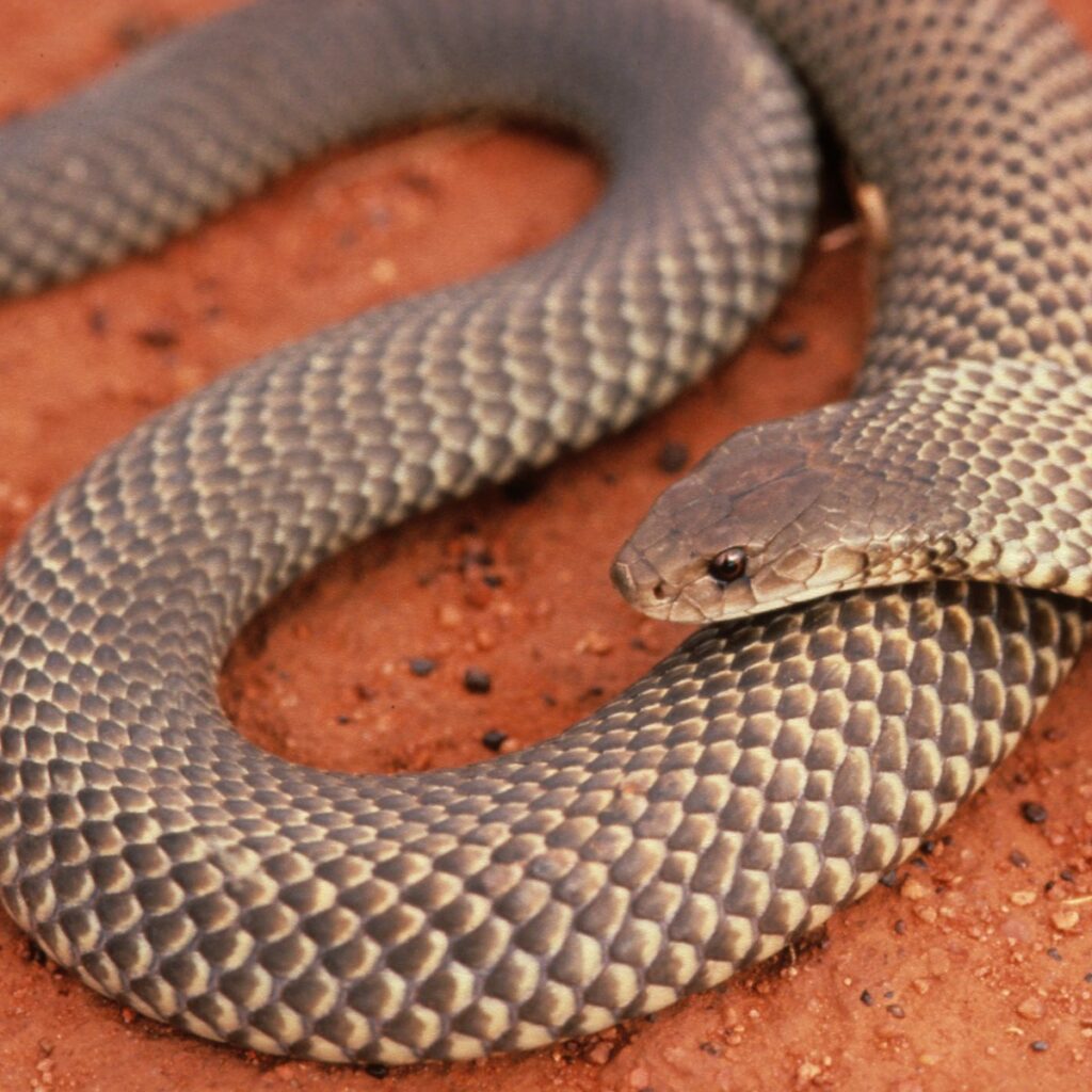 King brown snake