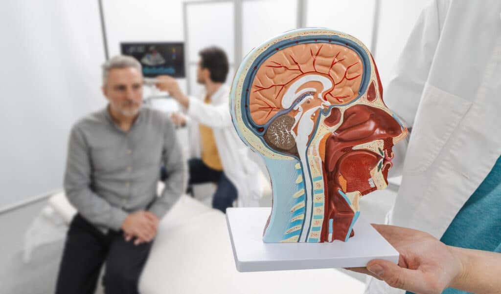 Anatomical model of human head with vascular structures and nerves in foreground of process of ultrasound examination of a man's brain by a specialist