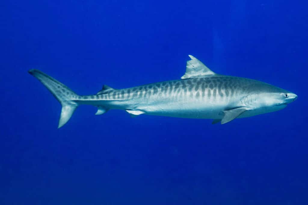 Tiger shark cruising