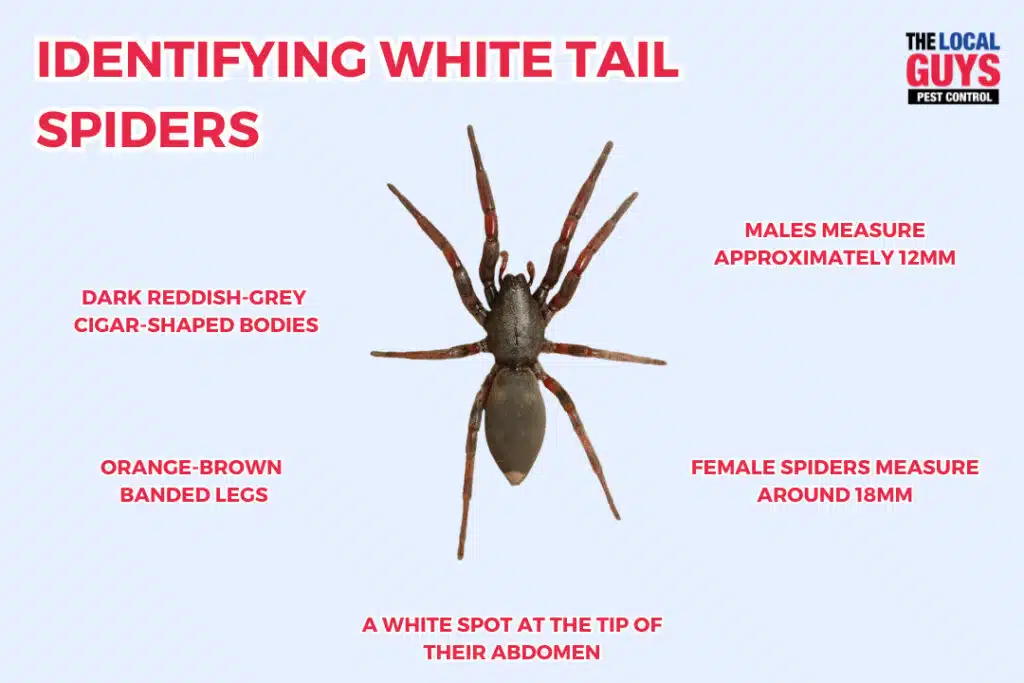 white tail spider identification