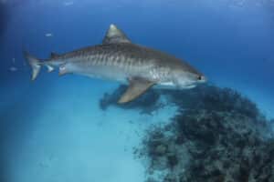 tiger shark