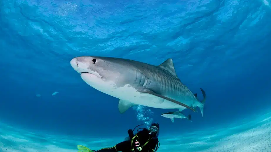tiger shark swimming near scuba diver