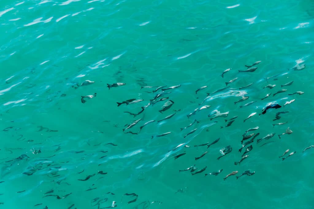 schools of baitfish