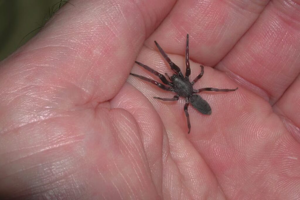 white tail spider on hand
