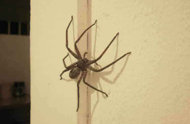 Large Huntsman spider on the wall